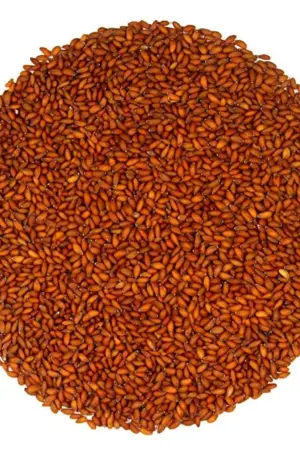 শাহীদানা হালিমদানা  Shahi dana
